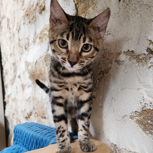 chaton Bengal brown tabby Yummy Chatterie de la Stella Félina (Bengal)