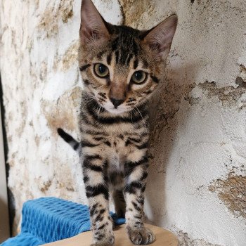 chaton Bengal brown tabby Yummy Chatterie de la Stella Félina (Bengal)