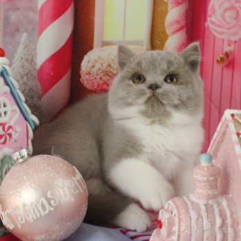 chat British Shorthair lilac white Artémis Chatterie de la Stella Félina (British Shortair)