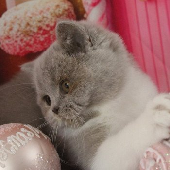 chat British Shorthair lilac white Artémis Chatterie de la Stella Félina (British Shortair)