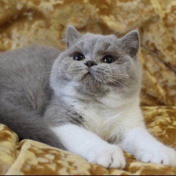 chat British Shorthair lilac white Artémis Chatterie de la Stella Félina (British Shortair)