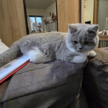 chat British Shorthair lilac white Artémis Chatterie de la Stella Félina (British Shortair)