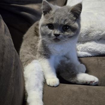 chat British Shorthair lilac white Artémis Chatterie de la Stella Félina (British Shortair)