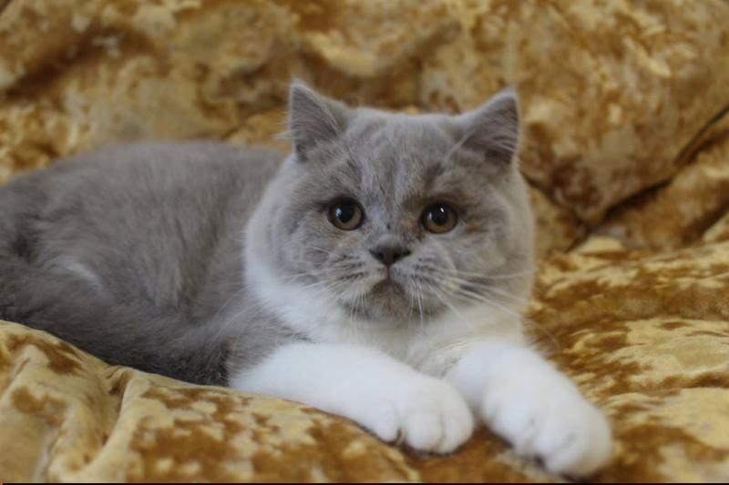 Artémis Des Infiny Cheshire Femelle British Shorthair