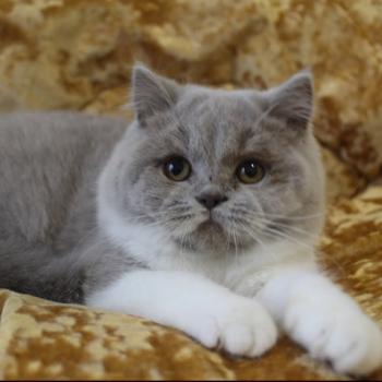chat British Shorthair lilac white Artémis Chatterie de la Stella Félina (British Shortair)
