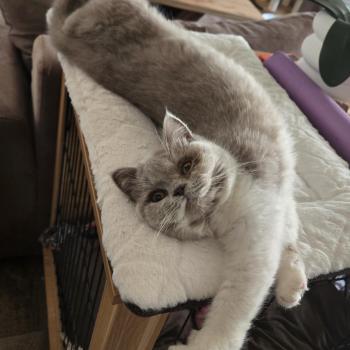 chat British Shorthair lilac white Artémis Chatterie de la Stella Félina (British Shortair)