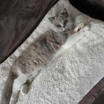 chat British Shorthair lilac white Artémis Chatterie de la Stella Félina (British Shortair)