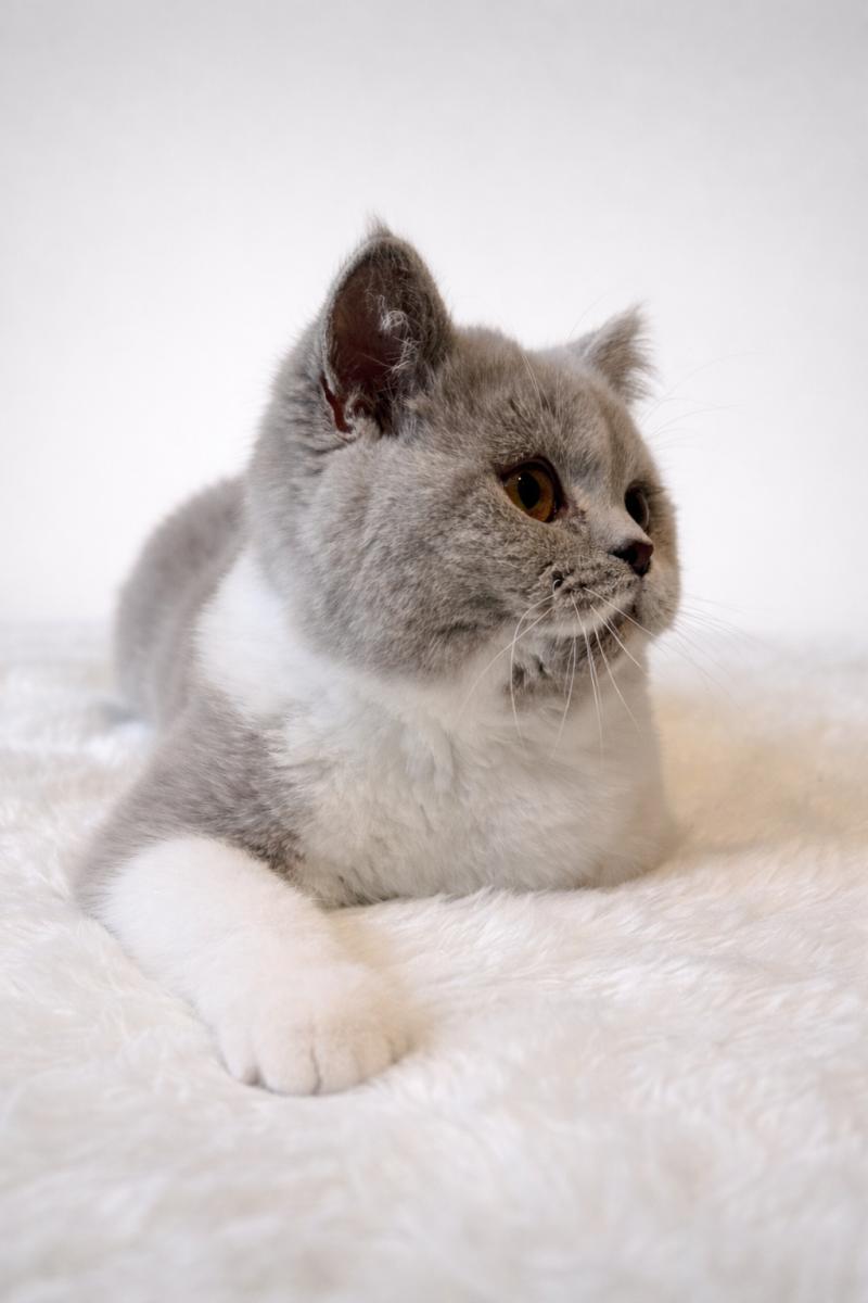 Artémis Des Infiny Cheshire Femelle British Shorthair