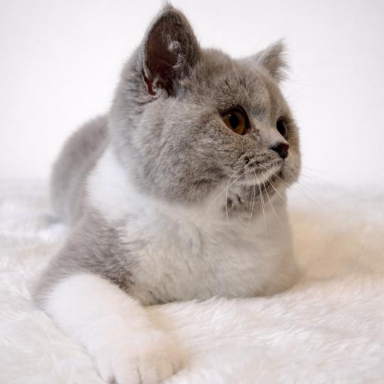 Artémis Des Infiny Cheshire Femelle British Shorthair