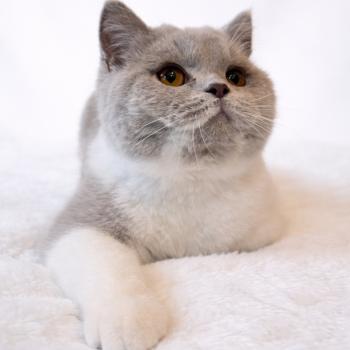 chat British Shorthair lilac white Artémis Chatterie de la Stella Félina (British Shortair)