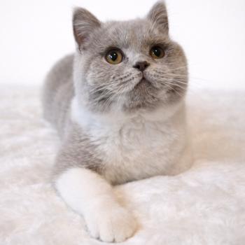 chat British Shorthair lilac white Artémis Chatterie de la Stella Félina (British Shortair)