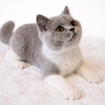 chat British Shorthair lilac white Artémis Chatterie de la Stella Félina (British Shortair)