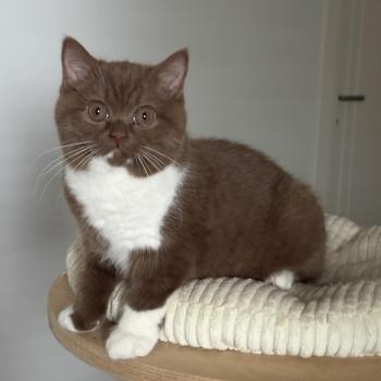 chat British Shorthair cinnamon & blanc Natalia Chatterie de la Stella Félina (British Shortair)