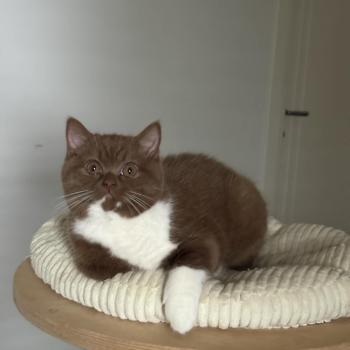 chat British Shorthair cinnamon & blanc Natalia Chatterie de la Stella Félina (British Shortair)