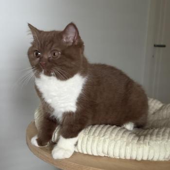 chat British Shorthair cinnamon & blanc Natalia Chatterie de la Stella Félina (British Shortair)