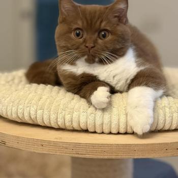chat British Shorthair cinnamon & blanc Natalia Chatterie de la Stella Félina (British Shortair)