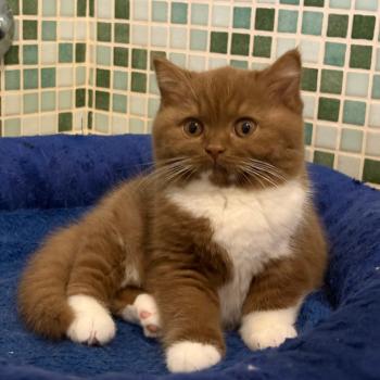 chat British Shorthair cinnamon & blanc Natalia Chatterie de la Stella Félina (British Shortair)