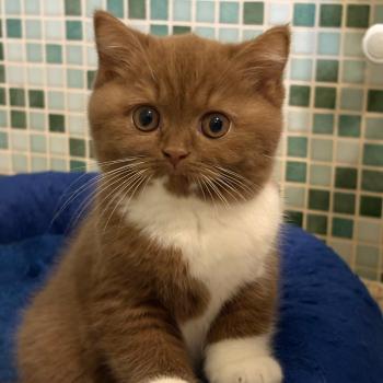 chat British Shorthair cinnamon & blanc Natalia Chatterie de la Stella Félina (British Shortair)