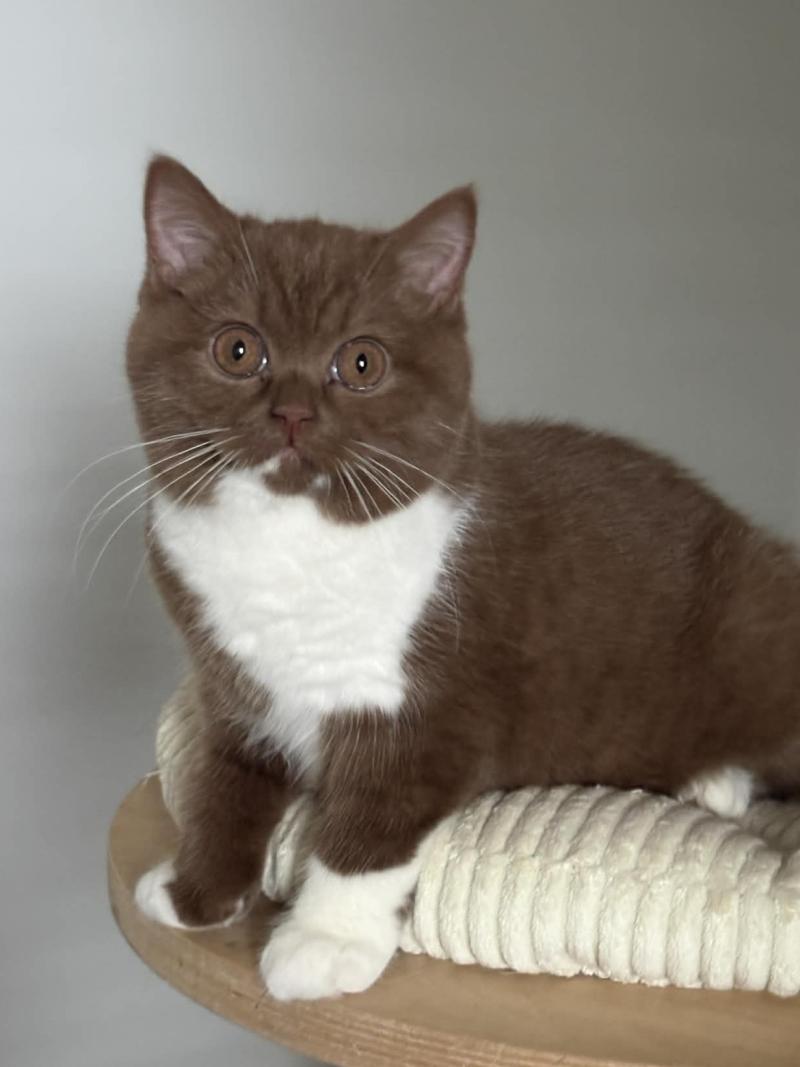 Brooksfield Ship Natalia Femelle British Shorthair