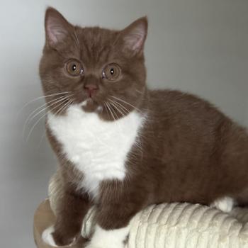 chat British Shorthair cinnamon & blanc Natalia Chatterie de la Stella Félina (British Shortair)