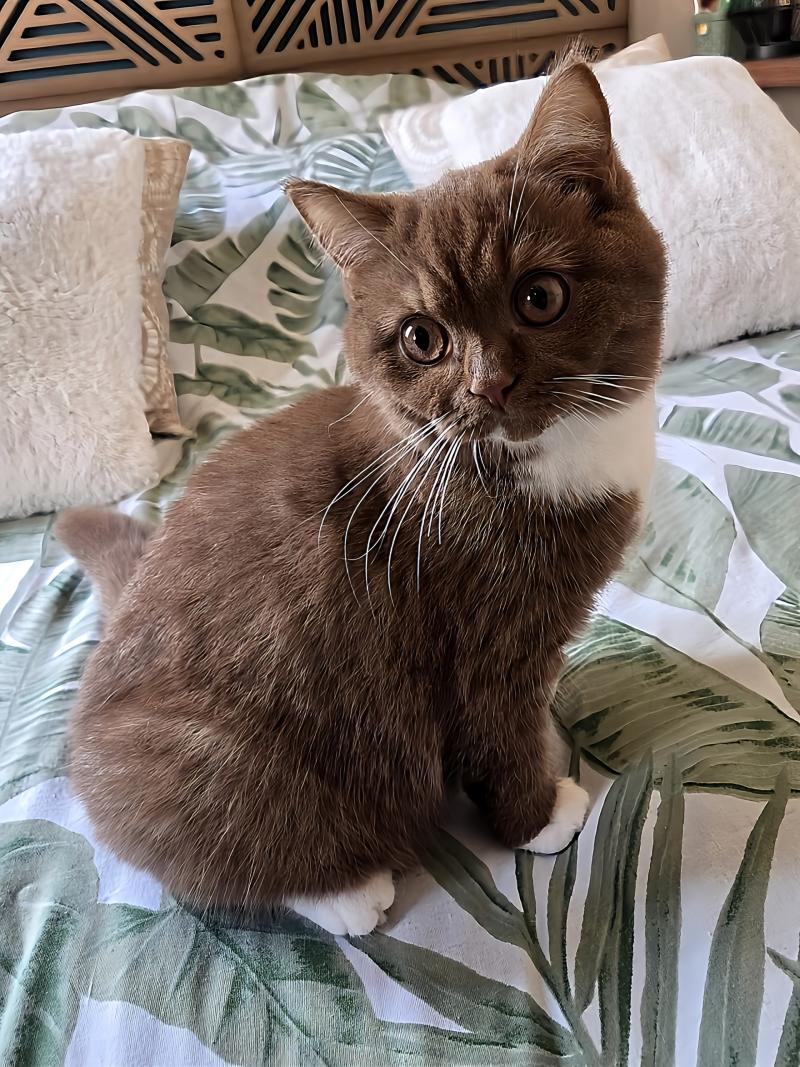 Brooksfield Ship Natalia Femelle British Shorthair