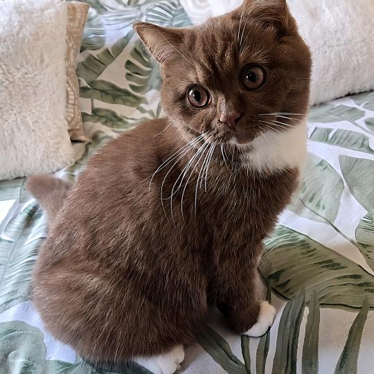 Brooksfield Ship Natalia Femelle British Shorthair