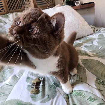 chat British Shorthair cinnamon & blanc Natalia Chatterie de la Stella Félina (British Shortair)