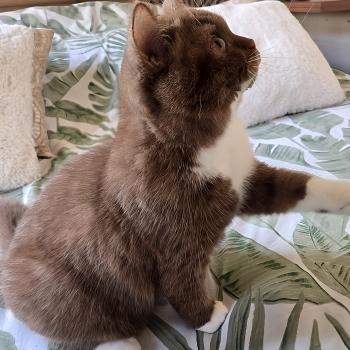 chat British Shorthair cinnamon & blanc Natalia Chatterie de la Stella Félina (British Shortair)