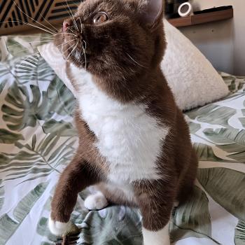chat British Shorthair cinnamon & blanc Natalia Chatterie de la Stella Félina (British Shortair)