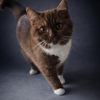 chat British Shorthair cinnamon & blanc Natalia Chatterie de la Stella Félina (British Shortair)