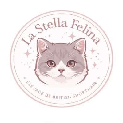 Chatterie de la Stella Félina (British Shortair)