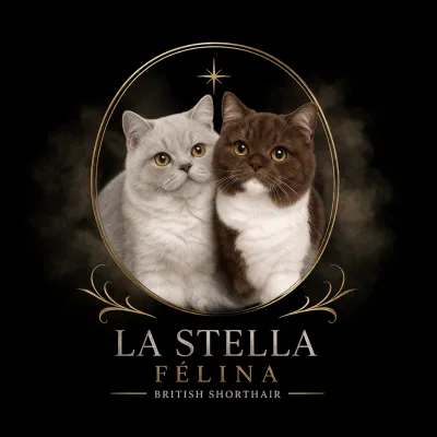 Chatterie de la Stella Félina (British Shortair)